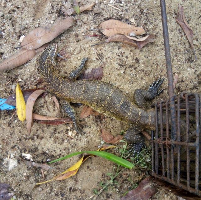 A Nairalander's Trap Caught A Monitor Lizard. See What He Did With It -  Food - Nigeria