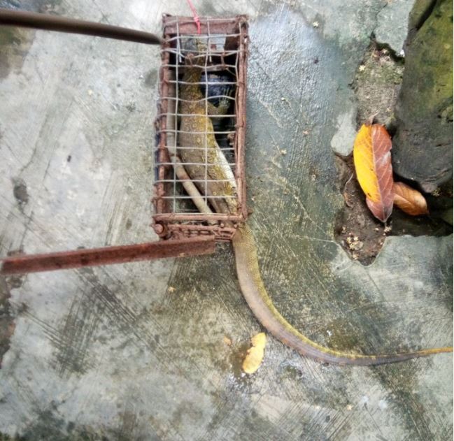 A Nairalander's Trap Caught A Monitor Lizard. See What He Did With It -  Food - Nigeria