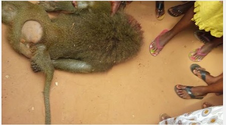 Omg! See The Giant Monkey Killed In Ogun State (Photos)