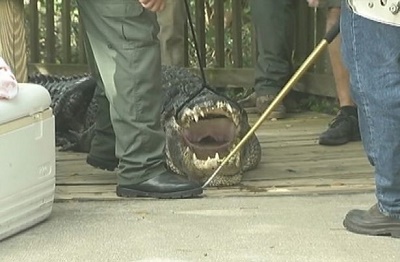 alligator foot kill man year old killed