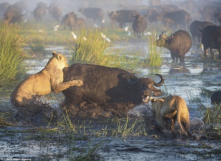 Unbelievable Moment Heroic Buffalo Kills Lion After Rescuing Its Mother ...