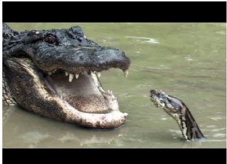 Unbelievable! Watch Moment Massive Python And Alligator Fought In A ...