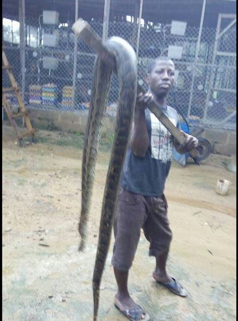 Omg! Massive Python Snake Ravaging Poultry Farm Finally Killed (Photos)