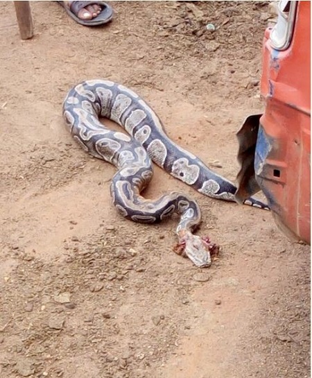 Unbelievable! Mysterious Python Snake Killed in a Man's Car in Benin ...