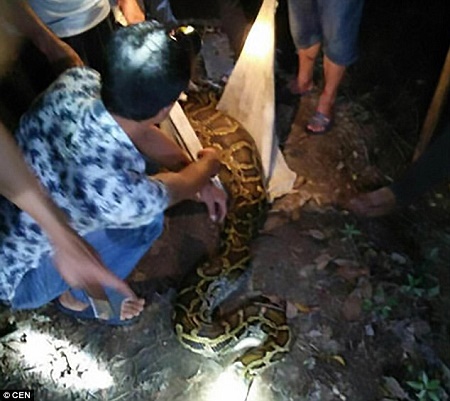 See the Massive Python Villagers Caught After It Swallowed a Live Goat ...