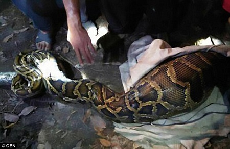 See the Massive Python Villagers Caught After It Swallowed a Live Goat ...