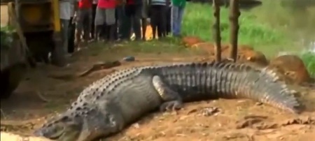 Omg! See the Monster 17ft Crocodile Found Near a River in Sri Lanka ...