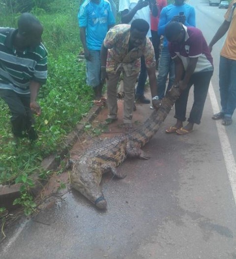 Omg! The Size of This Huge Crocodile Caught in Anambra State Has Left ...