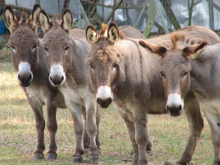 Prices of Donkeys Have Currently Skyrocketed in Jigawa...Checkout Why