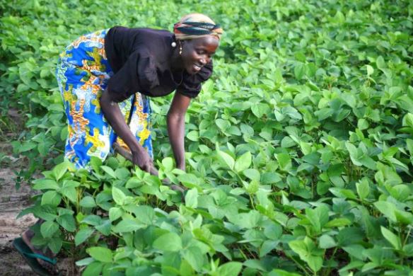 Kebbi Begins Massive Soya Beans Production