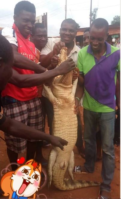 See the Fierce-Looking Crocodile Killed at Ekulu River in Enugu State ...