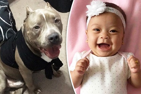 death baby dog mauled girl old pitbull her family mauls month pit bull horror house little six murdered kamiko died