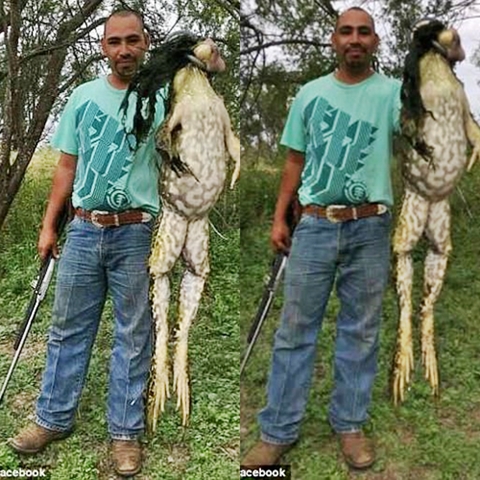 Is This Real? See the Monstrous Bull Frog Dubbed 'Frogzilla' Killed by ...