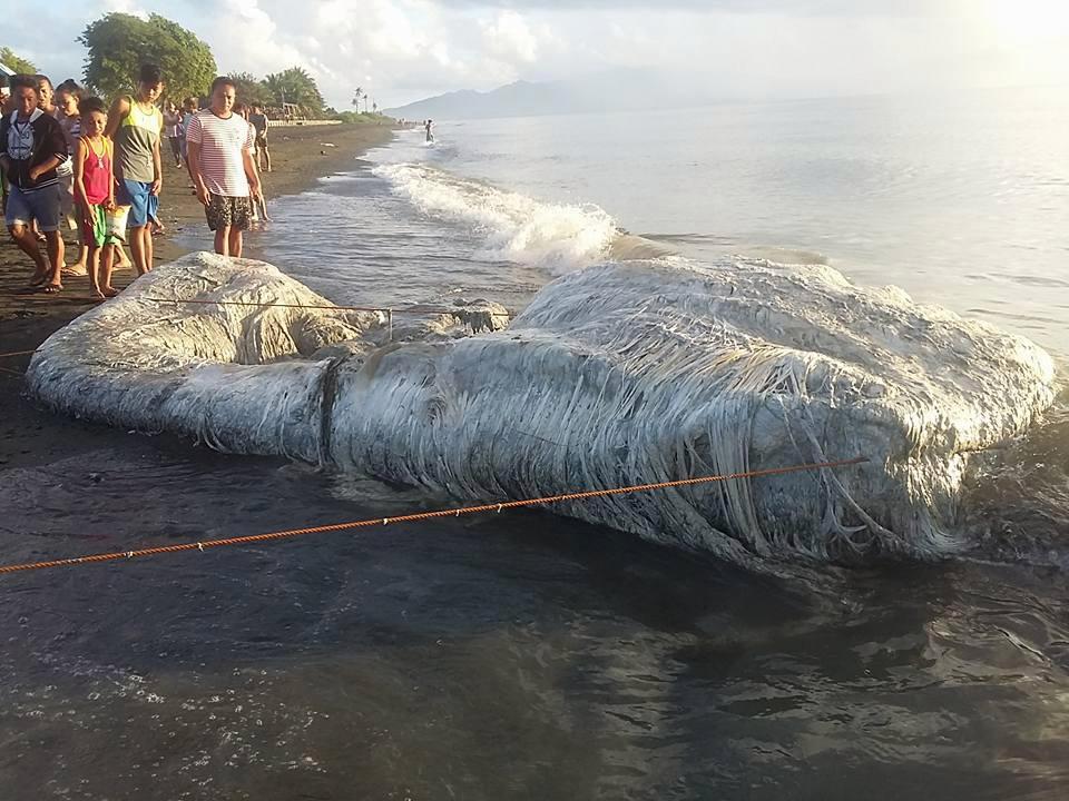 Villagers Terrified After This Mysterious, Giant Beast Appeared On The Beach (Photos)