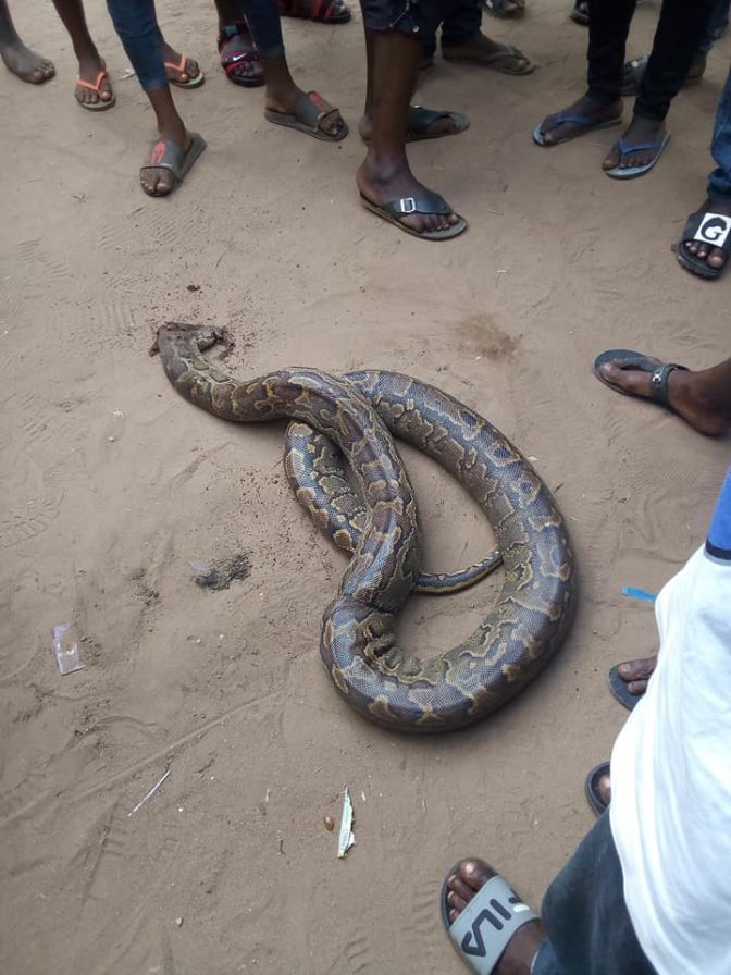 Resident Left In Shock As Huge Python Is Killed After Invading A 