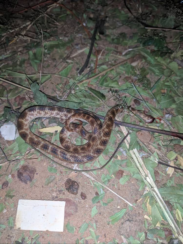 Snake found on bed