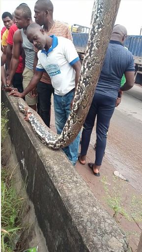 Huge python snake killed in Anambra