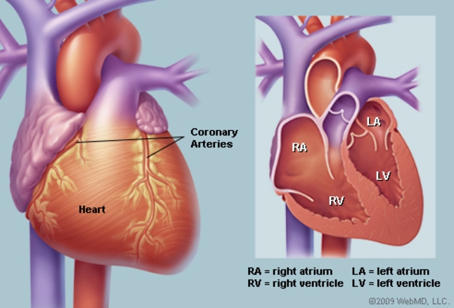 Early menopause and heart disease