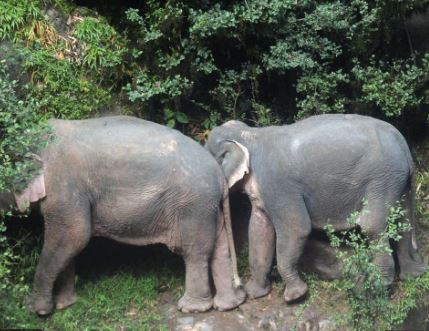 File photo: Elephants