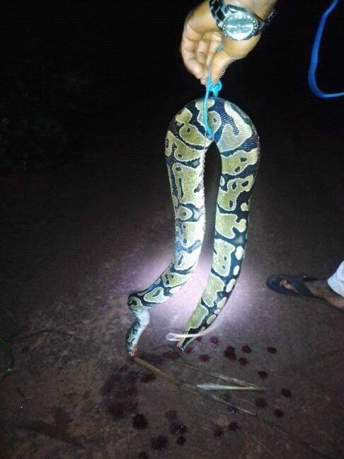 Huge python snake