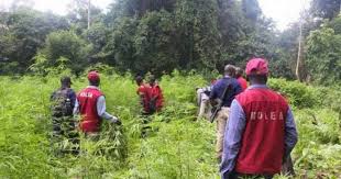 NDLEA nabs cannabis cultivator