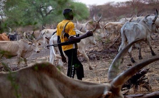 Herdsman, cattle