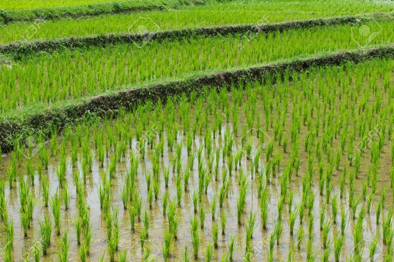 Rice farm