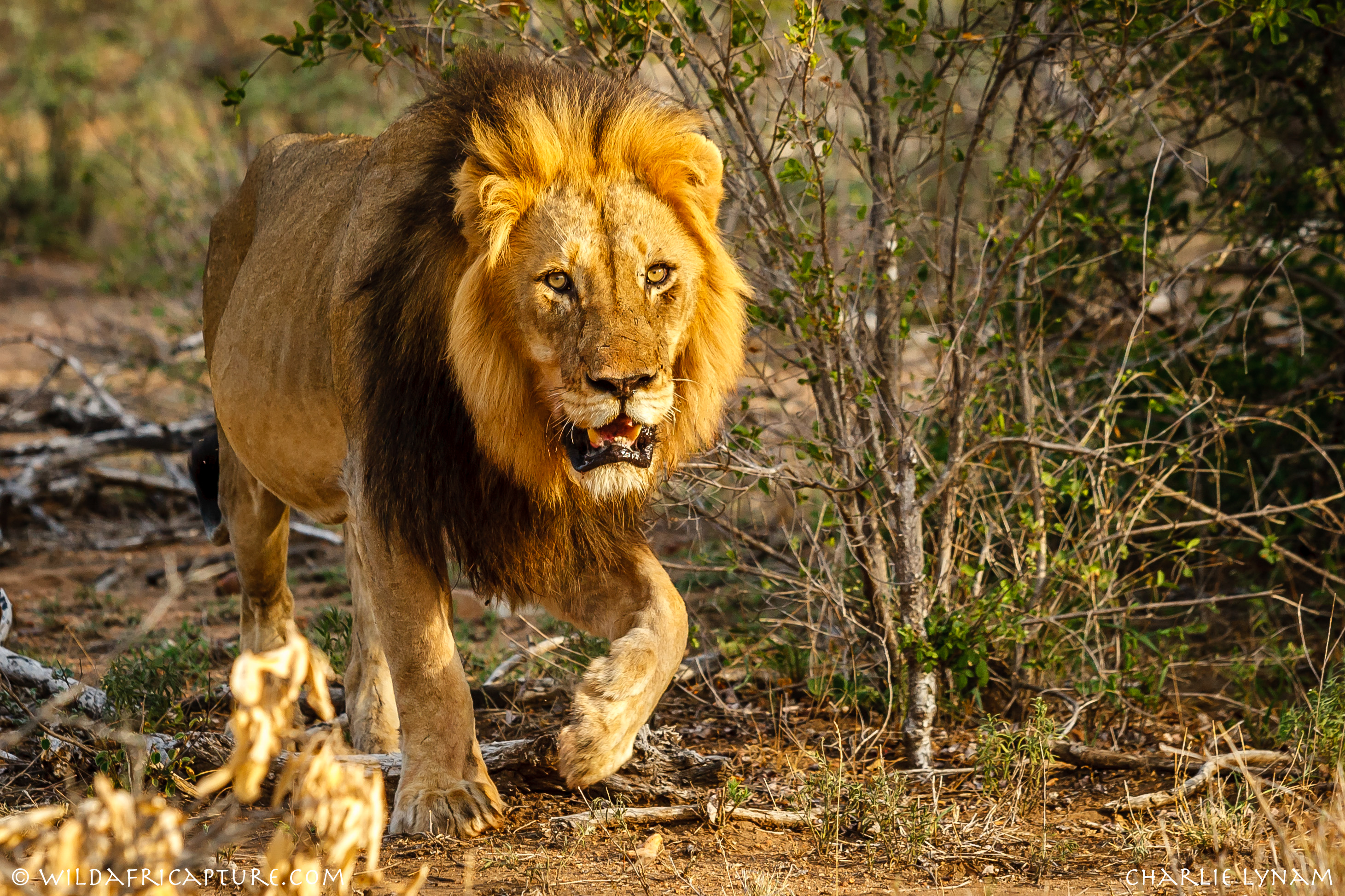 Nasarawa conservatory Lion 