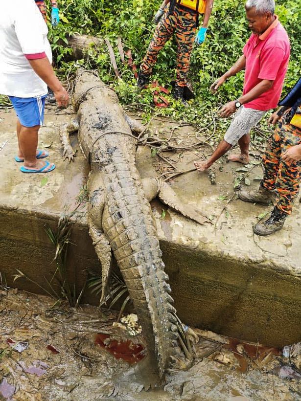 Ganya was found in the crocodile's stomach