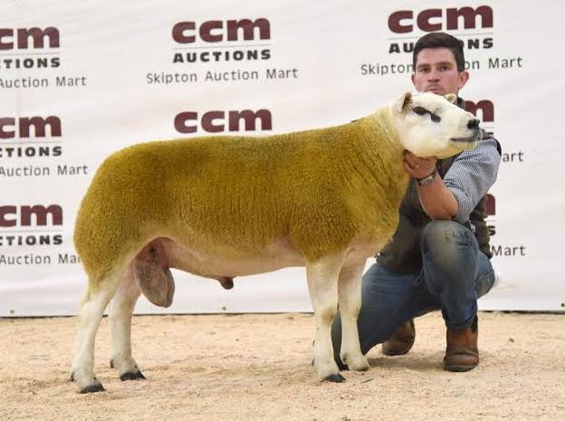 Meet The World Most Expensive Sheep Sold For $490,000 (Photos)