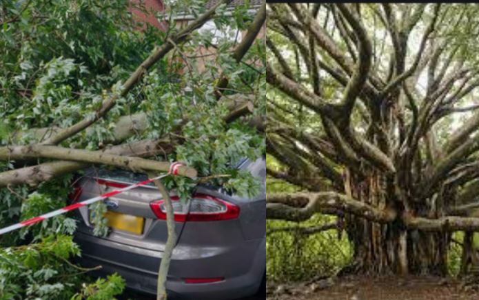 Two sisters killed by a tree