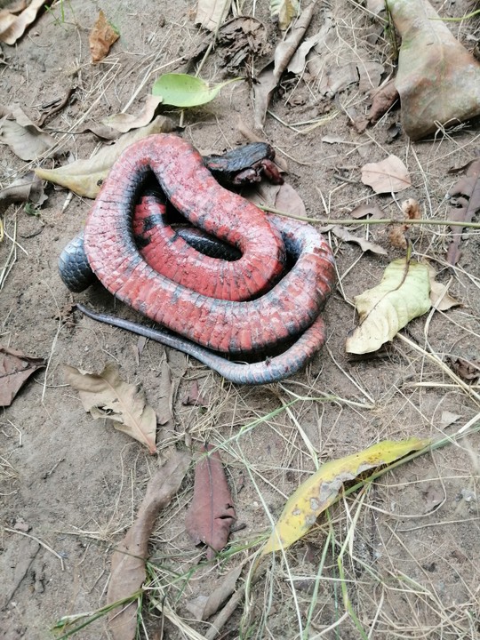 Snake killed by man 