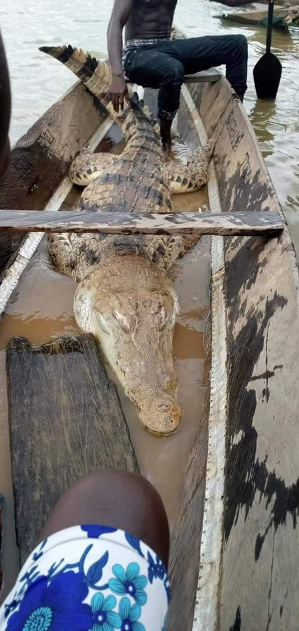 crocodile