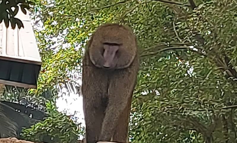 The baboon that attacked the woman