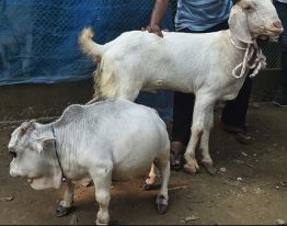 Dward cow shorter than goat attracts thousands of tourists