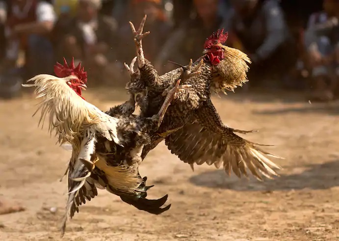 Unbelievable Story Of Man Who Got Killed By His Own Rooster During 