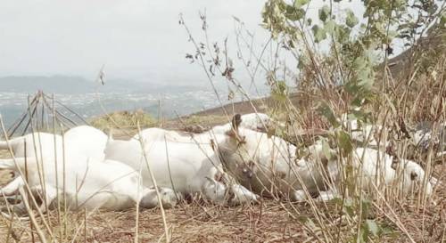 Ondo cows