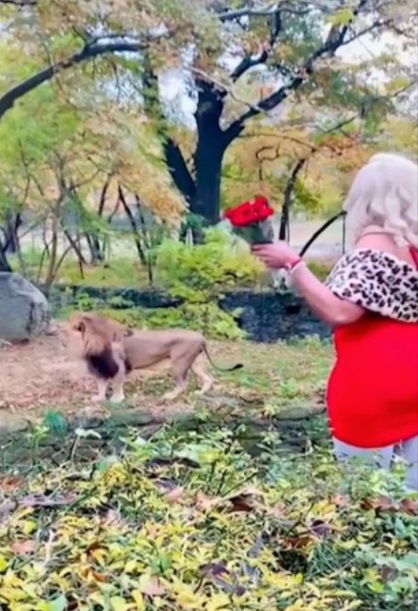 The woman jumped into the lion enclosure to express her love for the animal