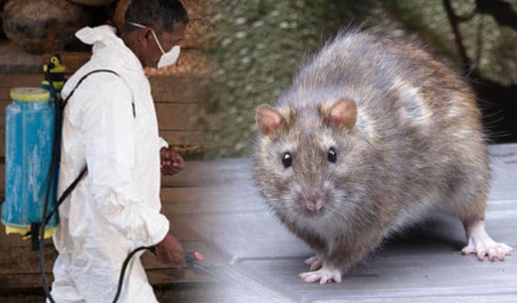 lassa fever