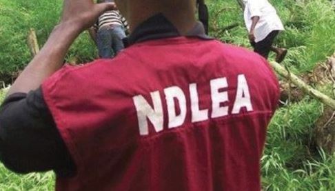 NDLEA