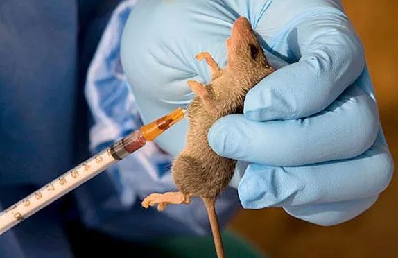 lassa fever