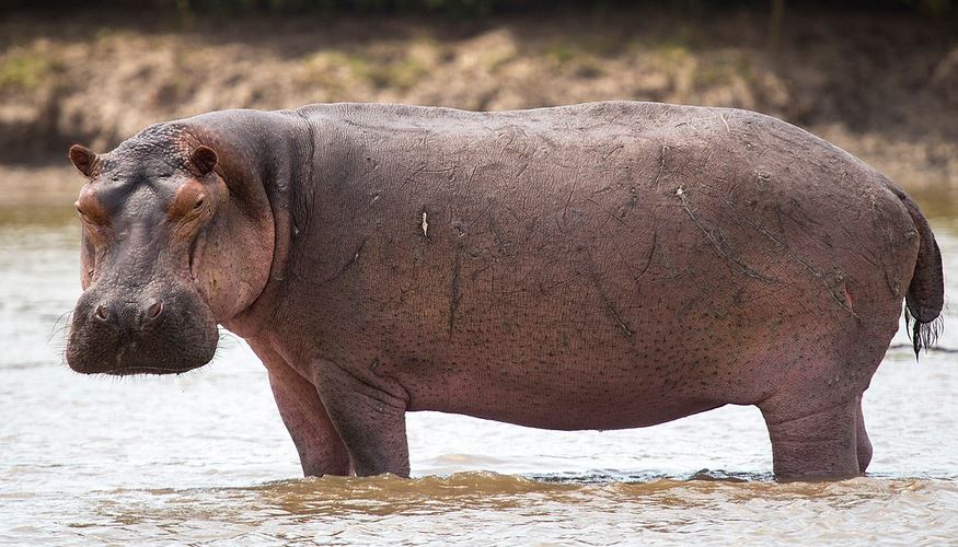 Hippopotamus