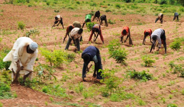 Farmers