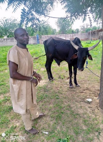 Police Launch Manhunt For Fleeing Cattle Rustlers In Jigawa