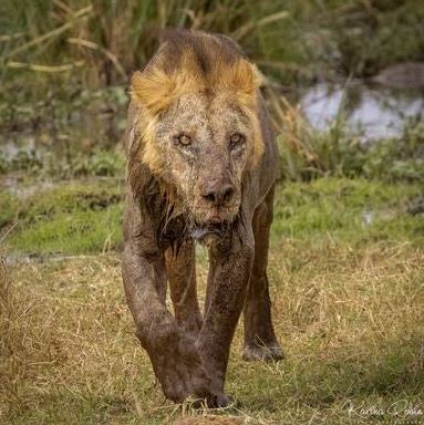 Africa's Oldest Wild Lion Aged 19 Killed In Kenya