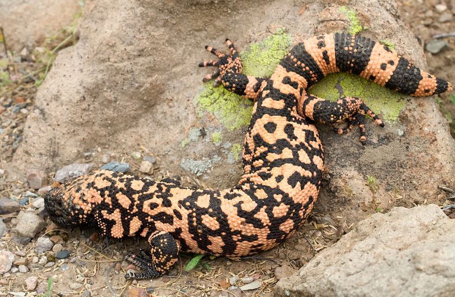 Gila monster