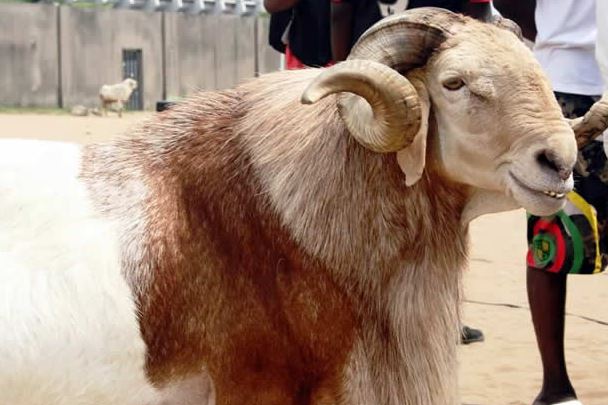 Sallah ram