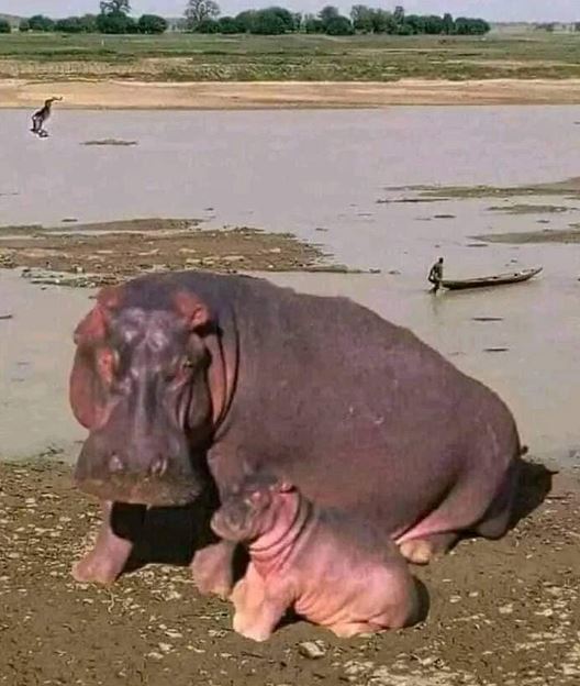 Hippopotamus