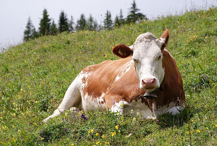 cow