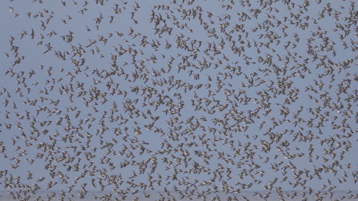 Shock As Thousands Of Birds Drop Dead From The Sky In New Mexico (Photos)